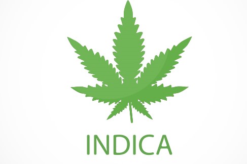 Indica Strains