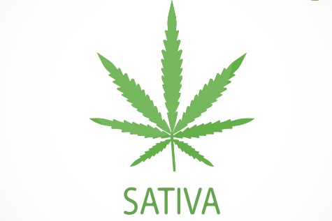 Sativa Strains