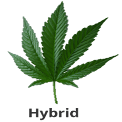 Hybrid Strains