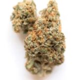 Biscotti Strain Clones